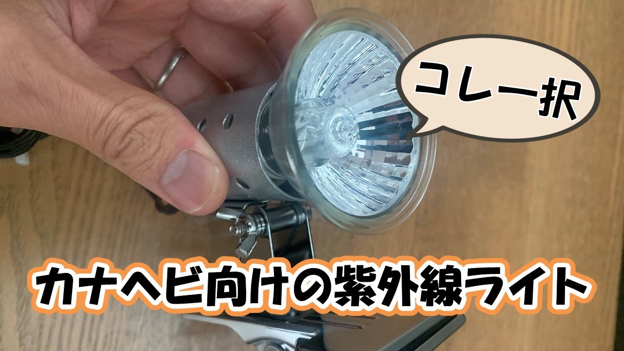 【思考停止でOK】カナヘビの紫外線ライトはコレ買っておけば正解