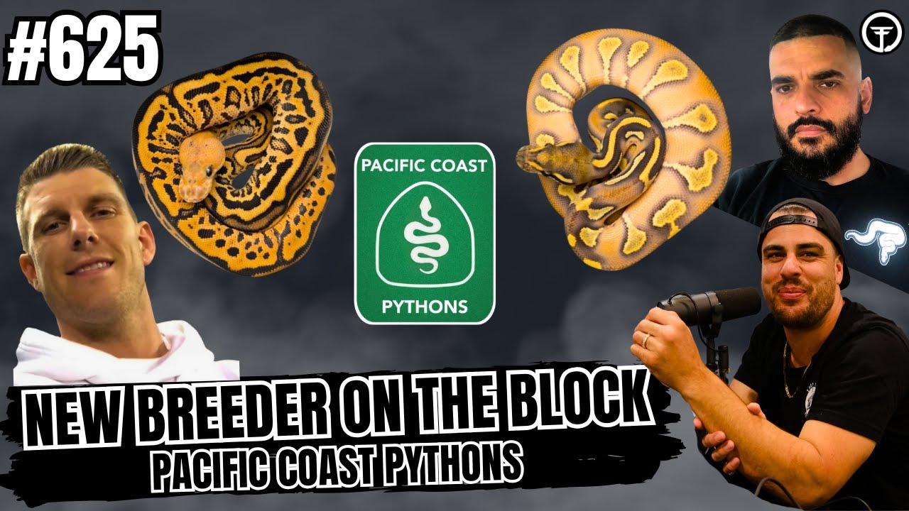 Things To Consider Before Breeding Ball Pythons | New Breeder On The Block Live