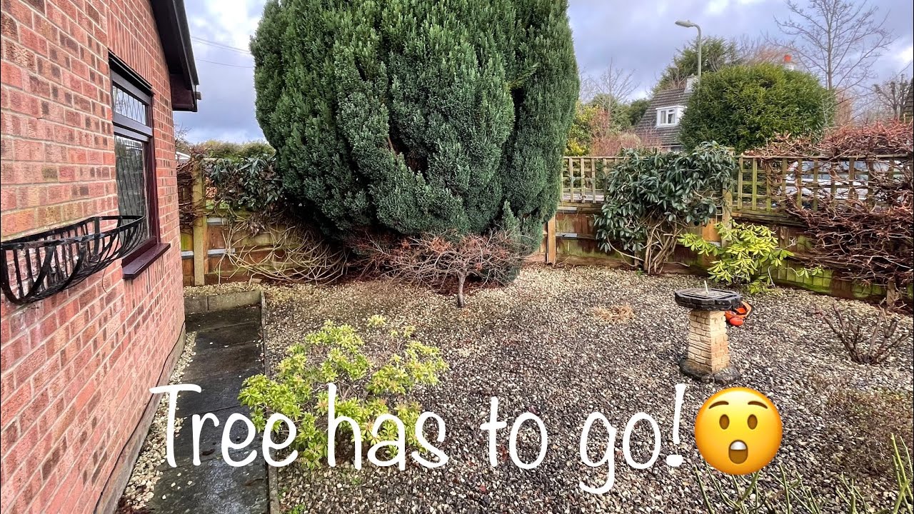 Removing an overgrown conifer from this front yard!!😲