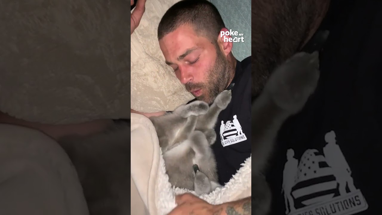 Owner Calls Himself Cygnets Mother