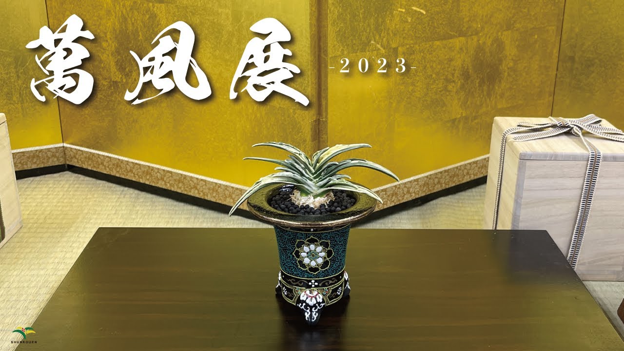 「萬風展 2023」 #おもと #万年青 #伝統園芸 #植物