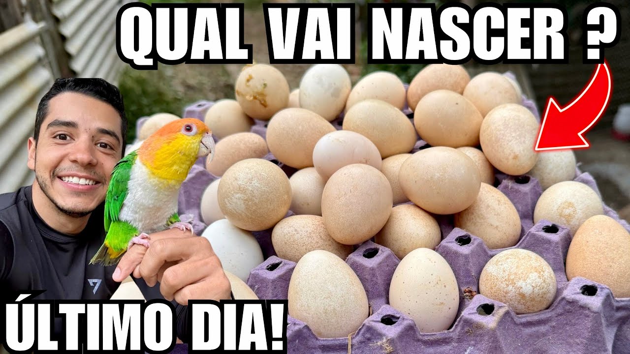Vamos descobrir qual ovo irá eclodir | foi preciso fazer isso com o filhote de grou | Aves Recriar 