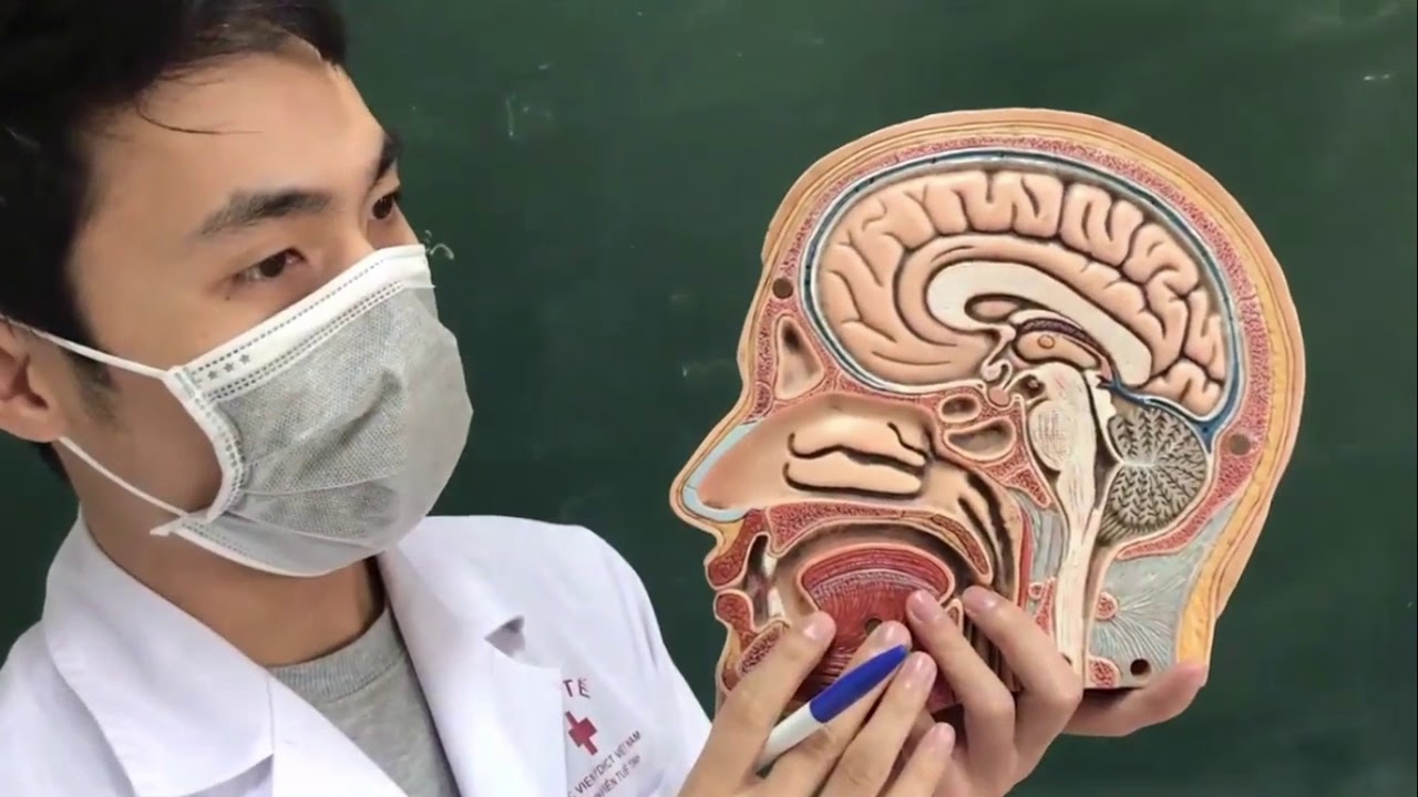 Giải Phẫu Hệ Hô Hấp