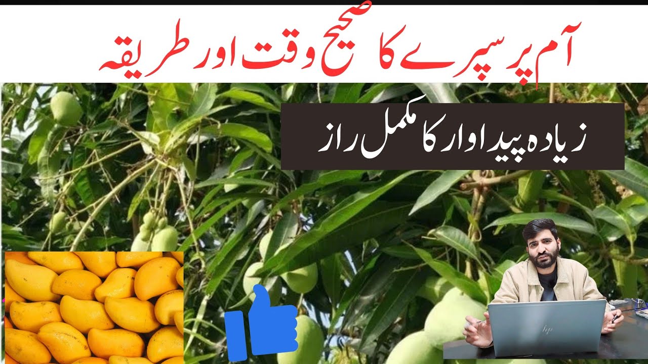 MANGO | Best Time & Method to Spray Mango Trees for High Yield | Complete Mango Care Guide