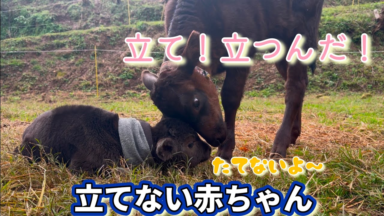 立て！立つんだ！！