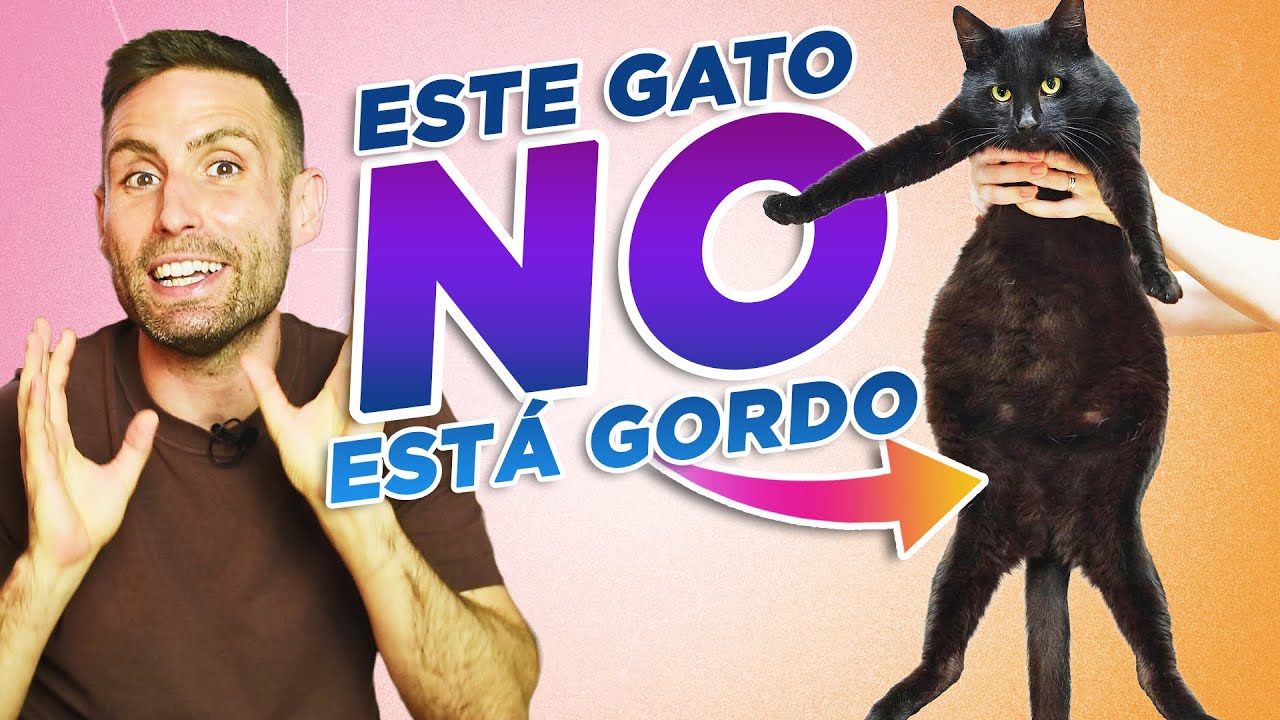 ¿Cómo saber si TU GATO ESTÁ ENGORDANDO? 🐈🎈| Gatos con BARRIGA/PANZA GORDA o HINCHADA