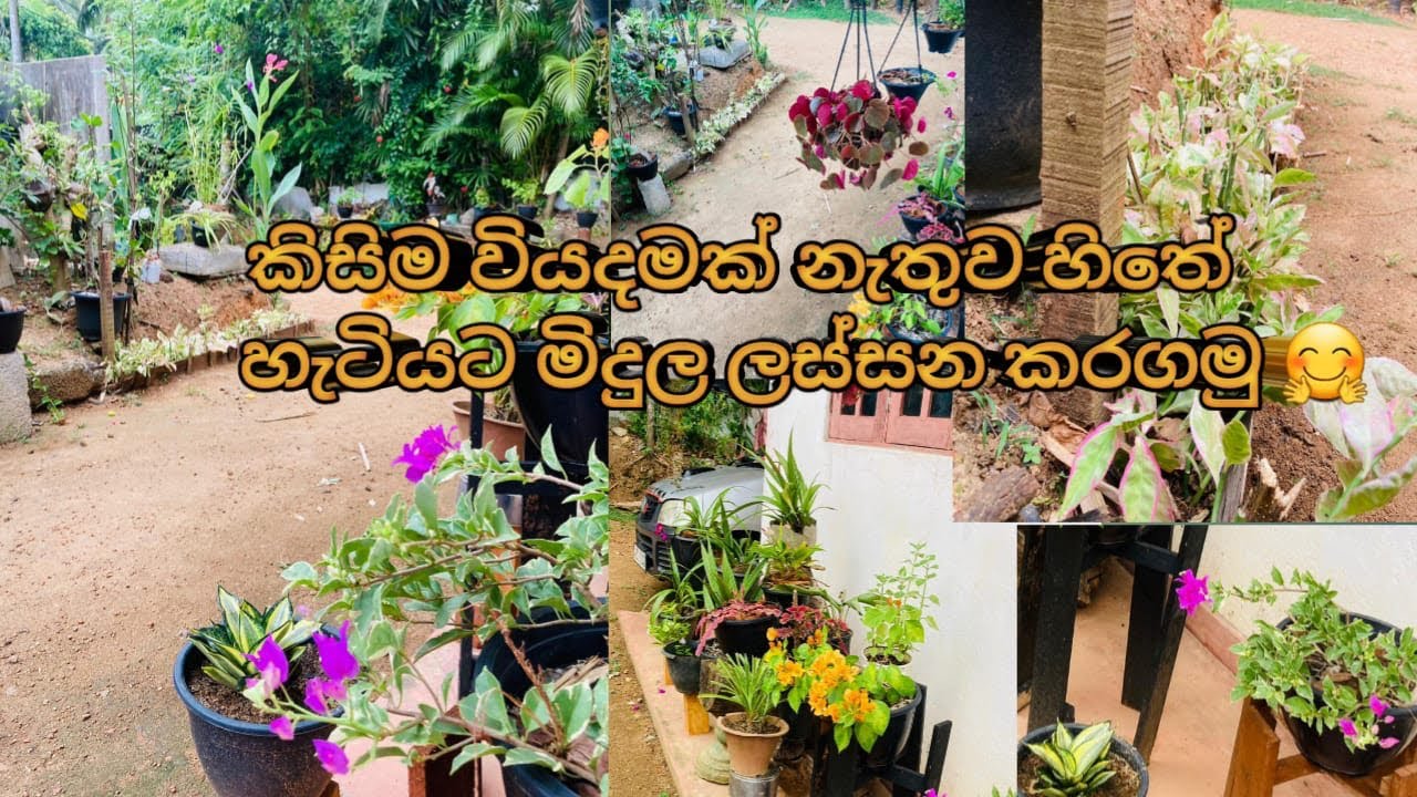 කිසිම වියදමක් නැතුව හිතේ හැටියට මිදුල ලස්සන කරගමු 🤗 / Gardening deco ideas🌲/@BuddhisStory /#buddhi