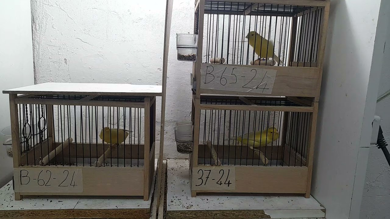 2024 malinualar birde bunları dinleyin