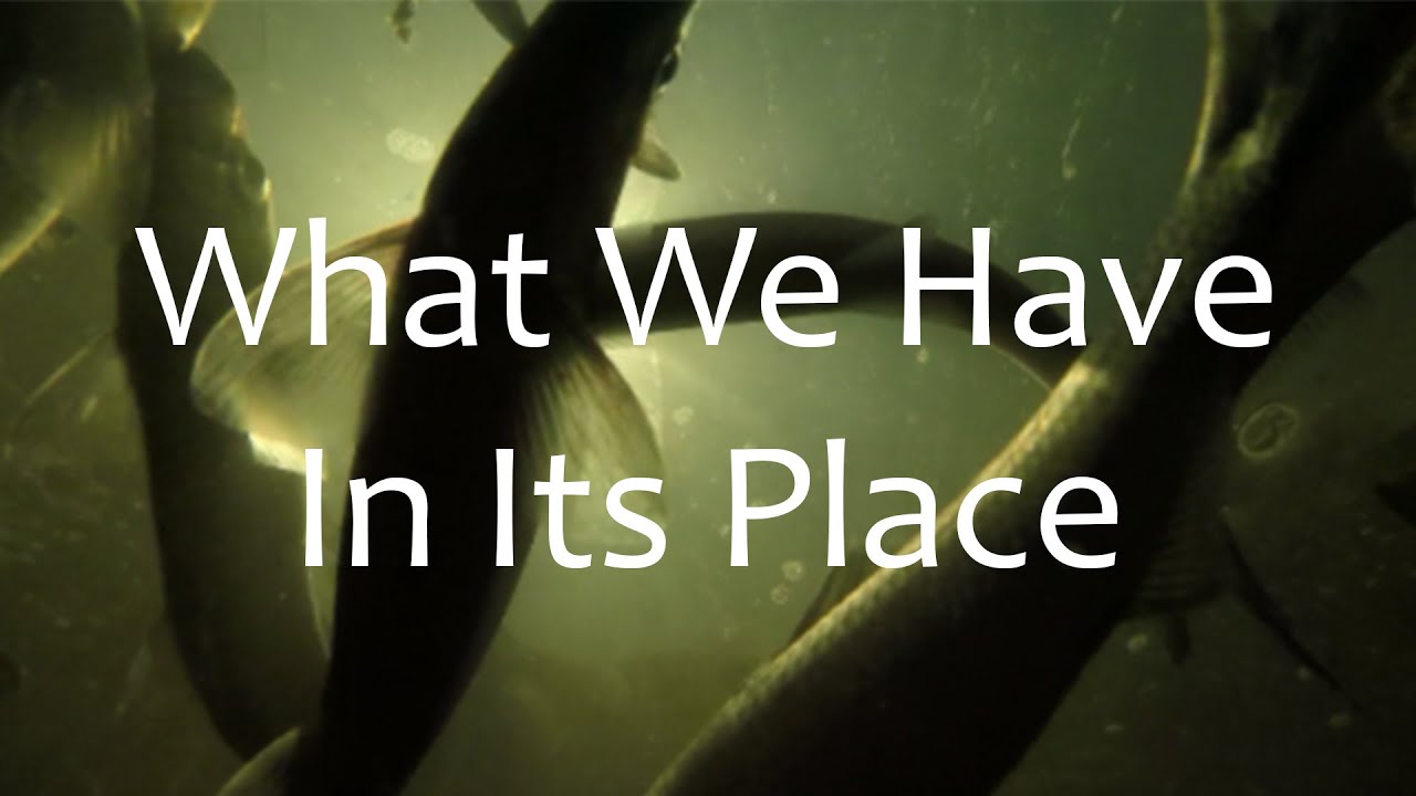 What We Have In Its Place