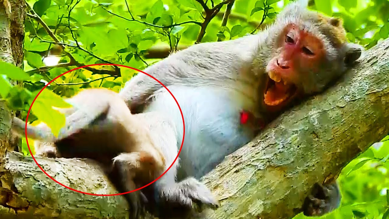 OMG! Horrible Hurt- Jane Monkey Attacked Jody Monkey One Slap So Seriously To Warning About Milk