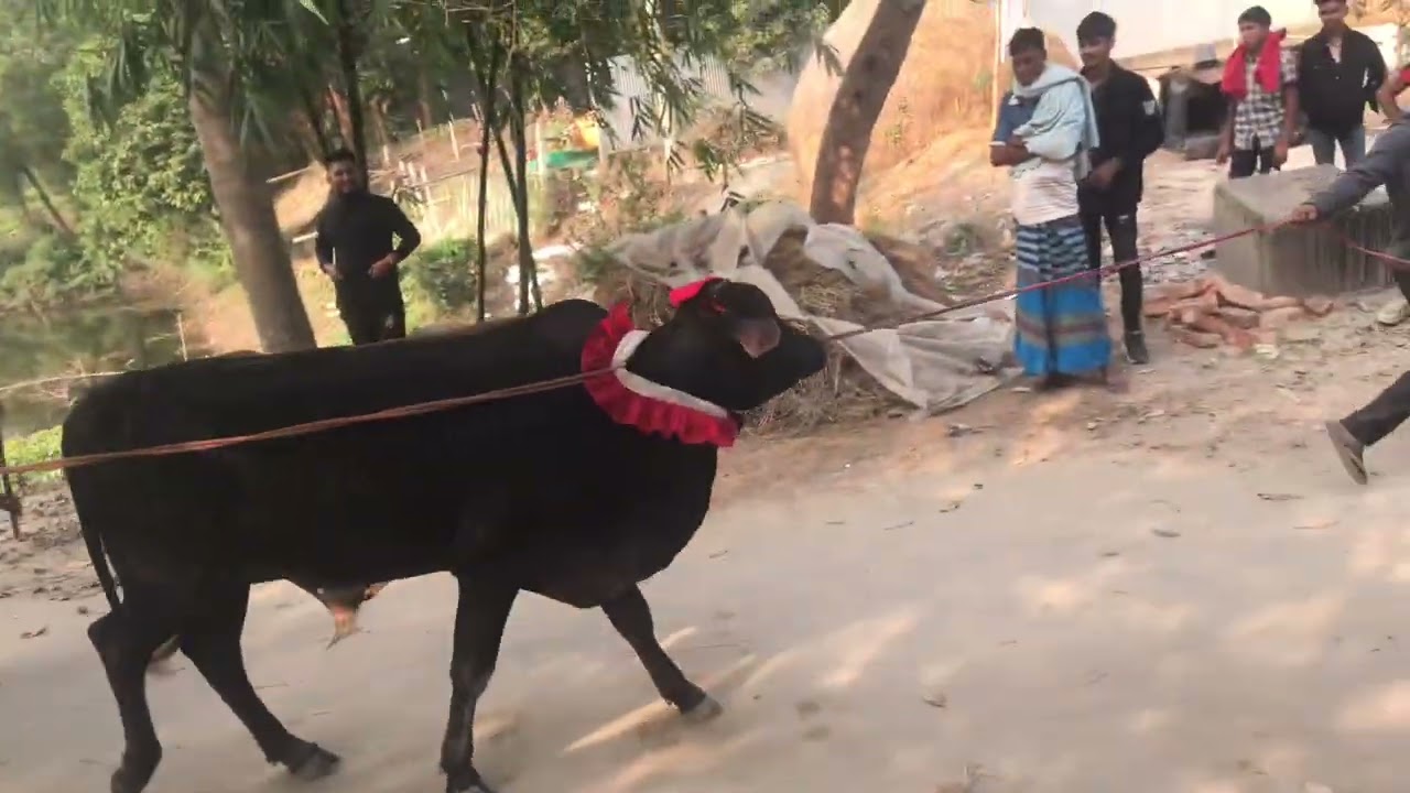 ঐতিহ্য বাহি গরু দোর মান্তা 🐂❤️❤️🇧🇩
