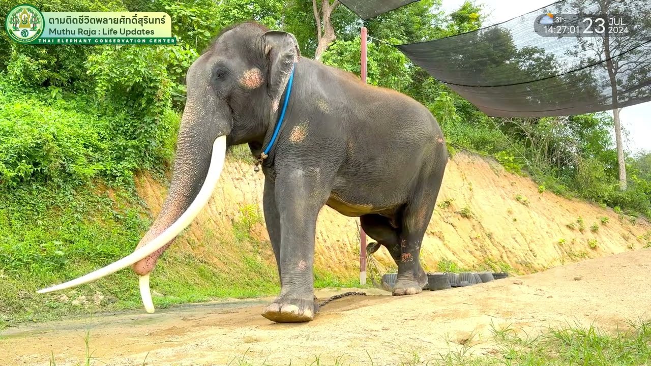 ตามติดชีวิต #พลายศักดิ์สุรินทร์ บนห้องนอน 23 ก.ค. 2567 ทีมแอดมินพบกับหมอโบนัส