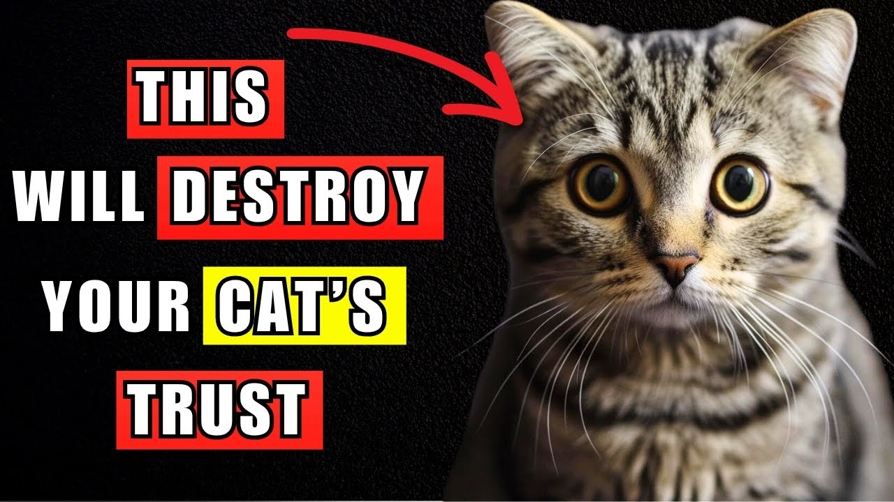 11 Things That Will Destroy Your Cat's Trust