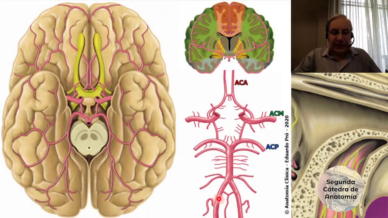 (2020) N6 | Vascularización del encéfalo | Profesor Eduardo A. Pró | Anatomía 2 | FMed UBA