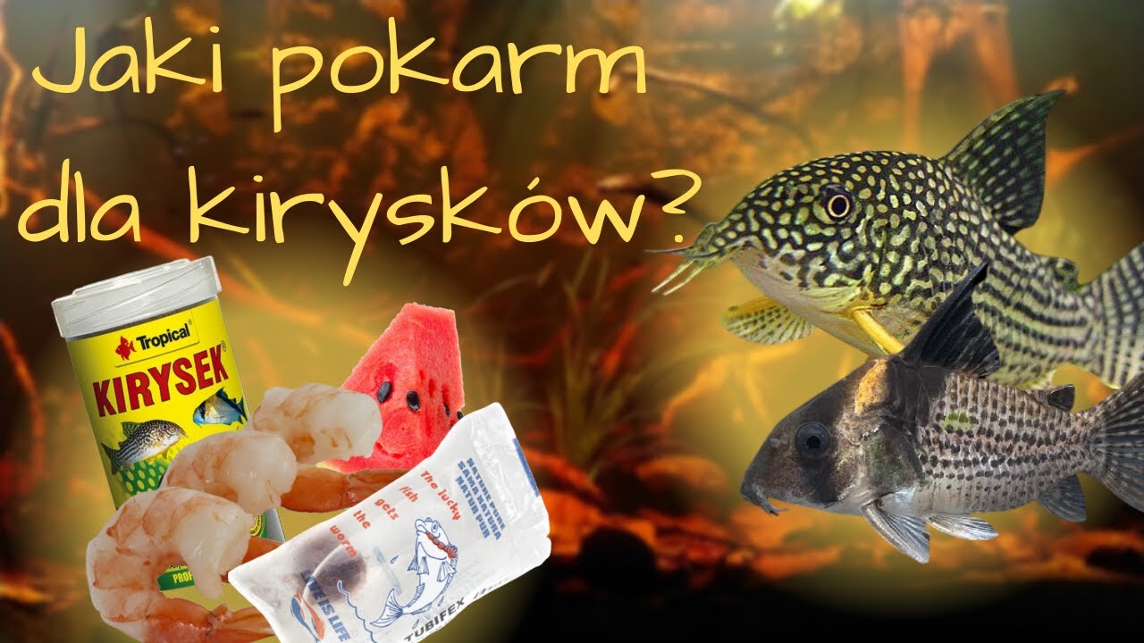 Jakim pokarmem karmić kiryski aby były zdrowe?