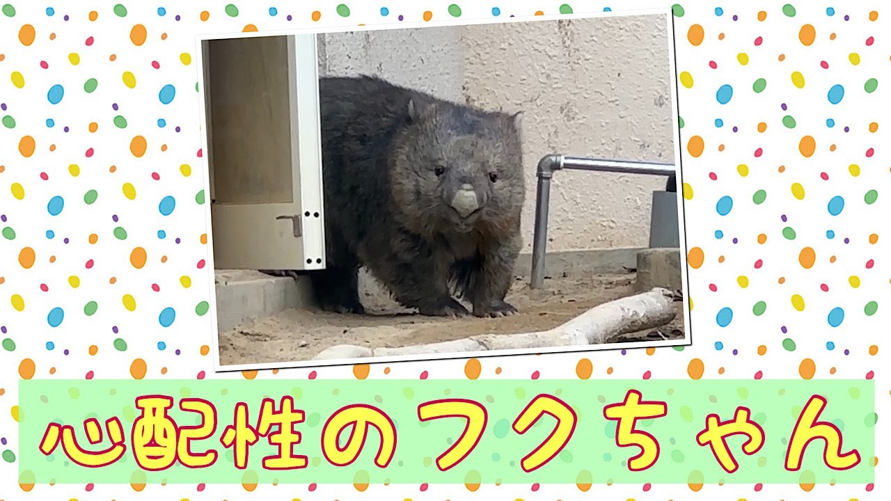 【wombat】心配性のフクちゃん☆(Worrier)
