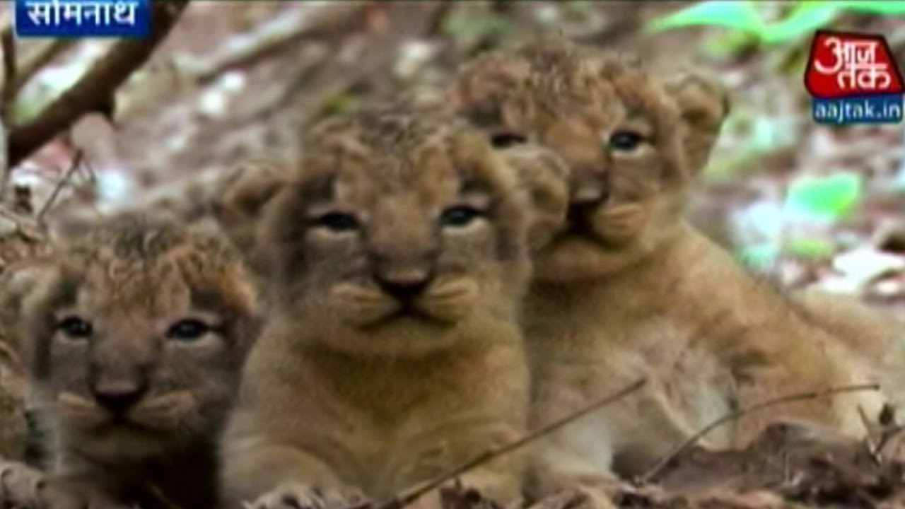 11 Lion Cubs Born In Gir Forest