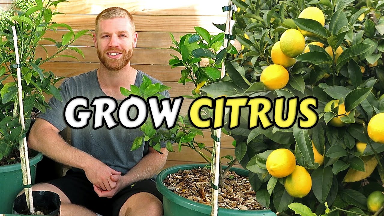 Guide To Planting Citrus Trees At Home - Lemon, Lime, Kumquat & Calamondin