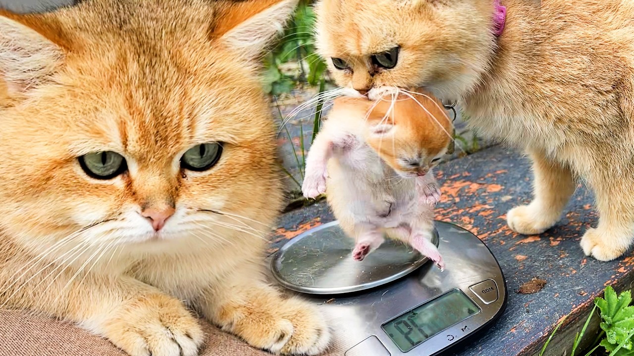 Мама кошка несет котенка к папе коту и долго умывает его так мило