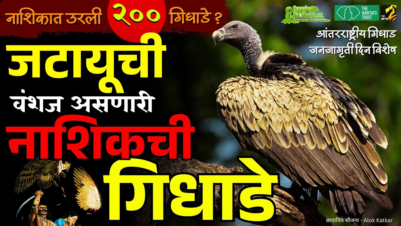 नाशिकमध्ये गिधाडे नेमकी कुठे आढळतात ? | vultures of nashik | Maha MTB