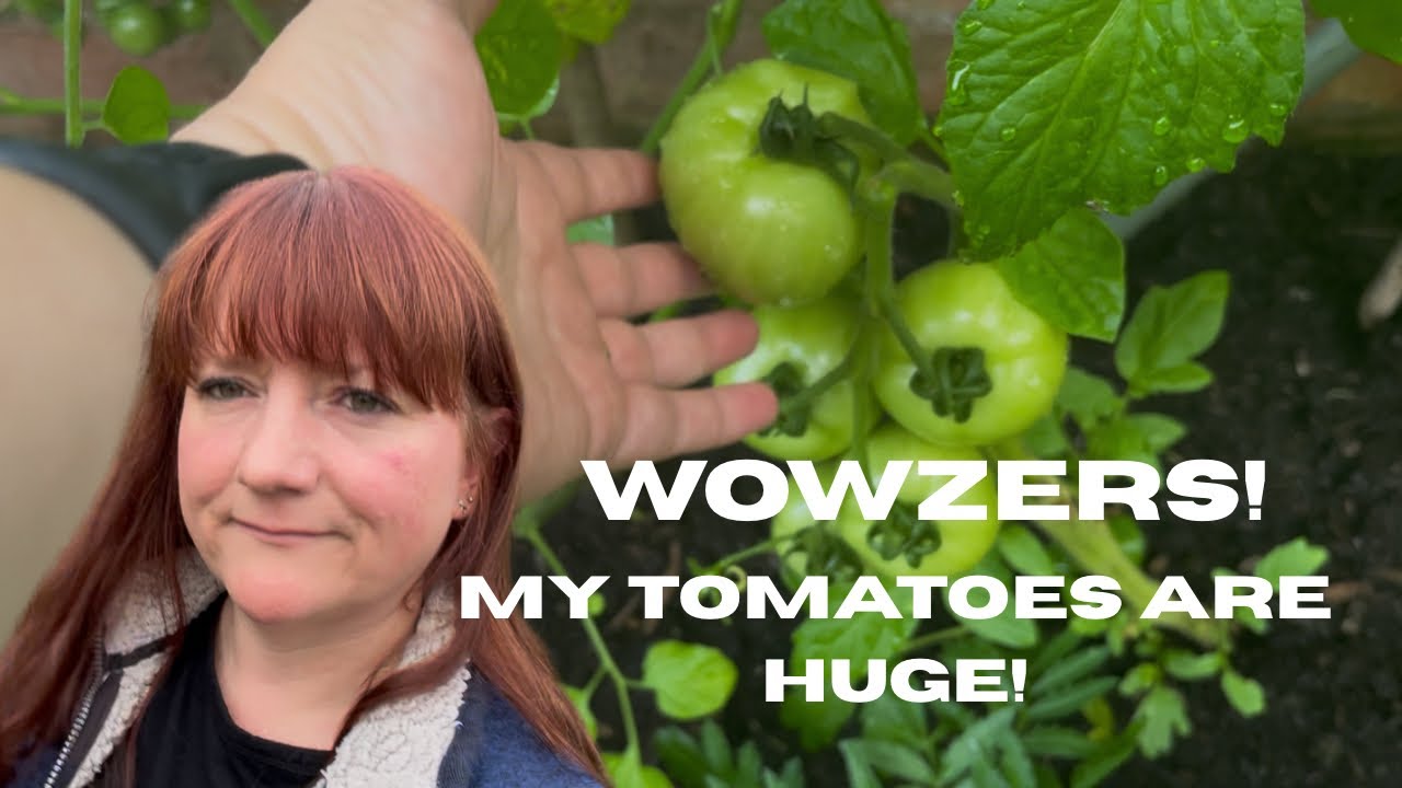 Huge Homegrown Tomatoes & Potato Harvest! UK Allotment Garden Tour