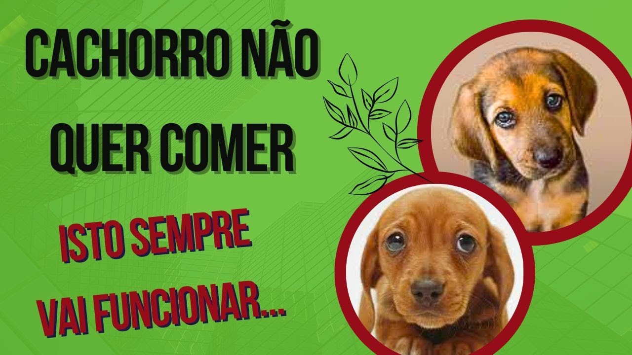 CACHORRO FILHOTE NÃO QUER COMER - O QUE FAZER EM CASA PARA CÃES AMOADOS TRISTES E NÃO COMEM RAÇÃO