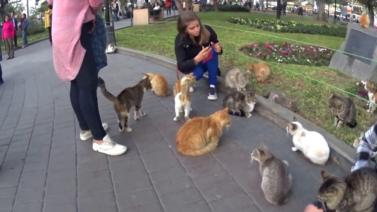 Los gatos del parque Kennedy, (Lima-Perú)