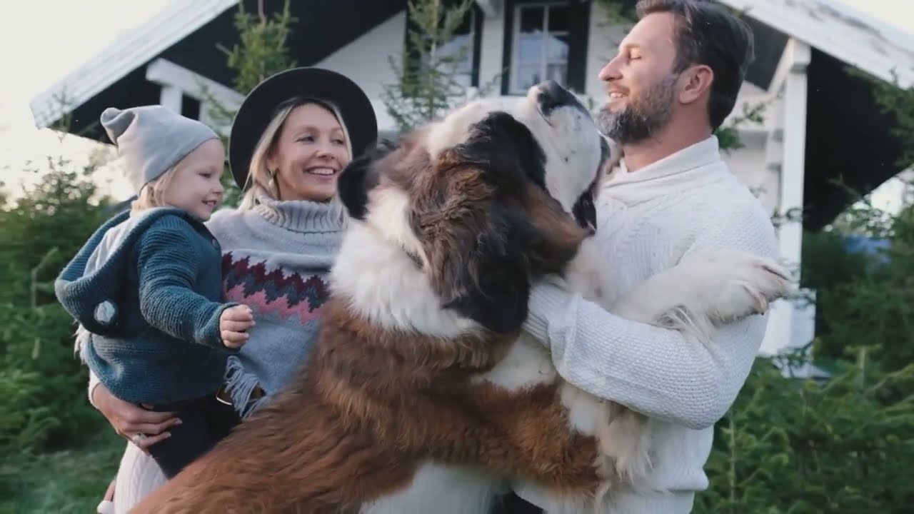 Why The Leonberger Is The Ultimate Low Energy Giant For Quiet Suburban Homes