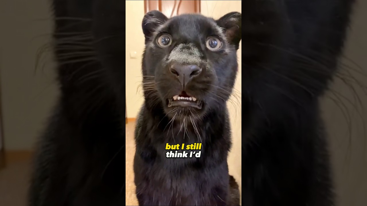 Do You Want A Pet Panther 🐈&zwj;⬛ (Via @Lunathepantera)