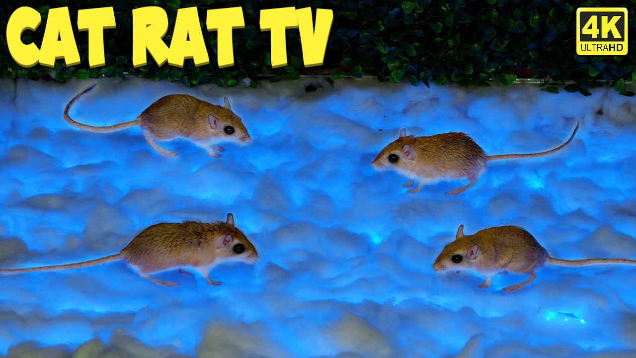 Cat Rat TV | Real Mouse For Cats To Watch Ultimate CAT Games | Entertainment Video For Cats 4k
