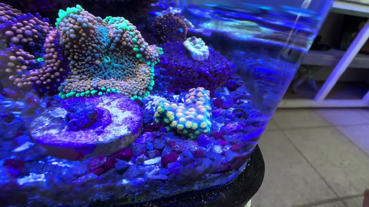 32 gallon biocube update November 2023