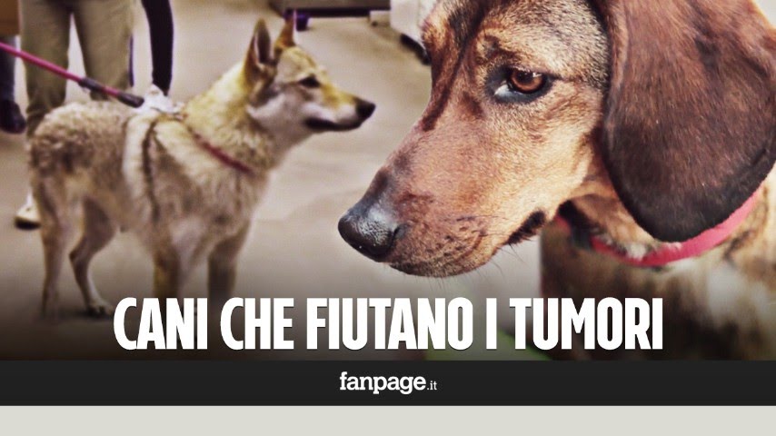Lotta ai tumori, anche in Italia i cani che 