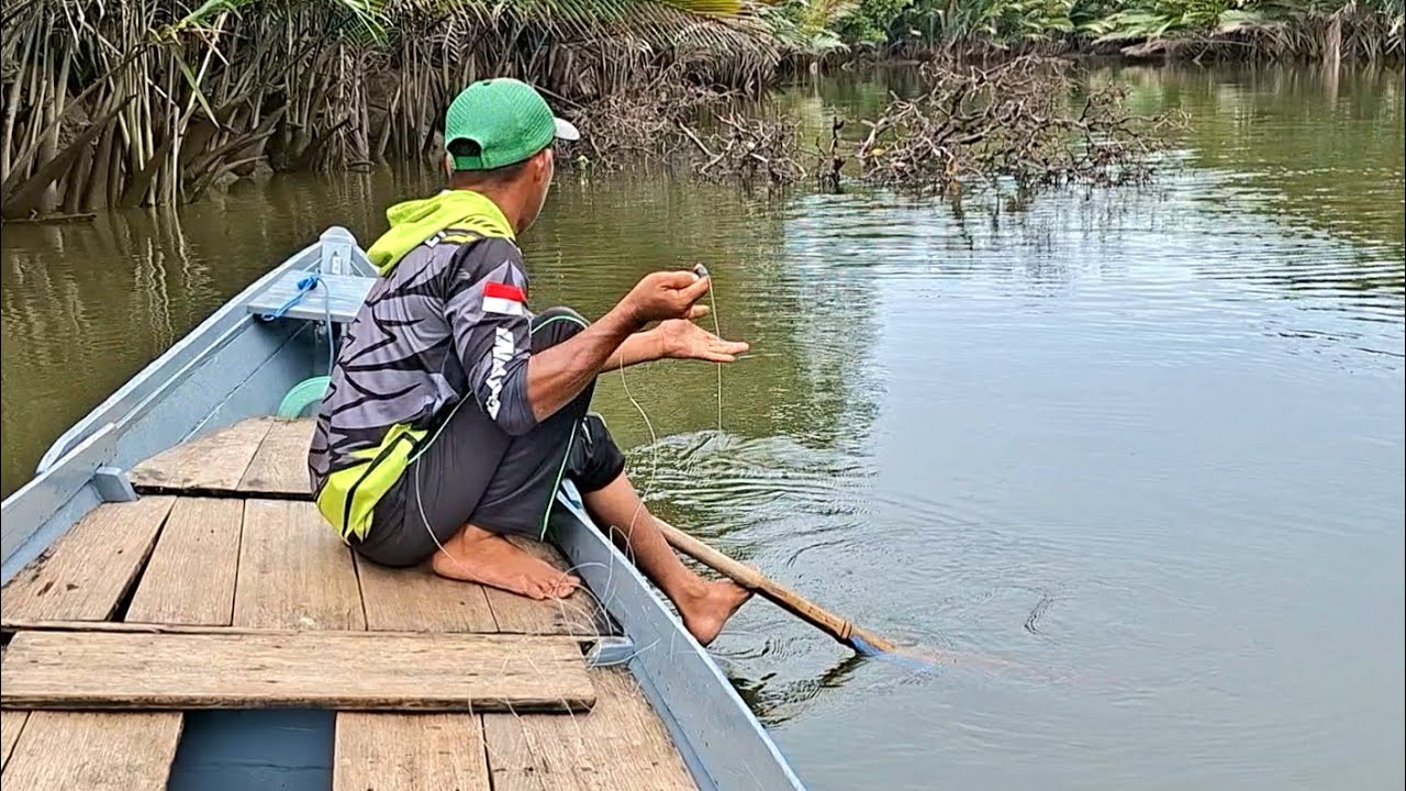 MANGRUVE JACK DAN BARRAMUNDI BERKUMPUL DIKAYU RUBUH 