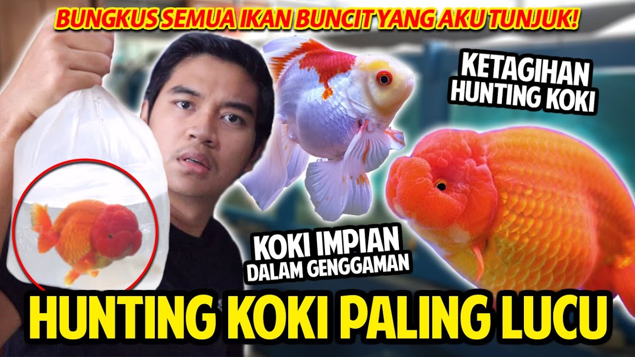 HUNTING IKAN KOKI PALING LUCU! BUNGKUS SEMUA IKAN BUNCIT YANG AKU TUNJUK! KETAGIHAN HUNTING KOKI!