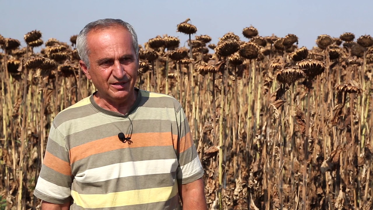 Testimonial Andrei Constantin Braila despre floarea-soarelui, hibridul P64LE99