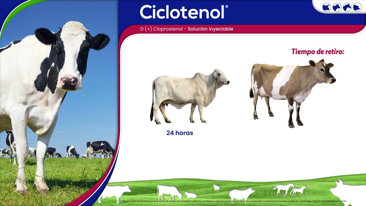 Sincroniza el celo e induce el parto en vacas, yeguas y cerdas | Ciclotenol California