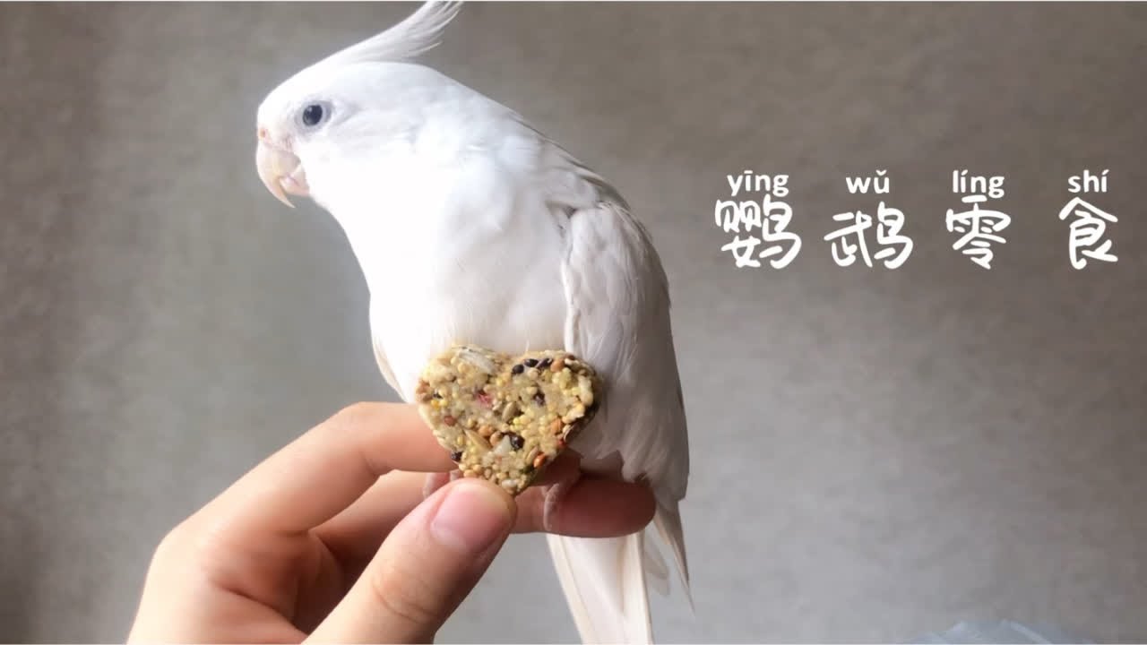 给鸡崽子们做个好吃哒