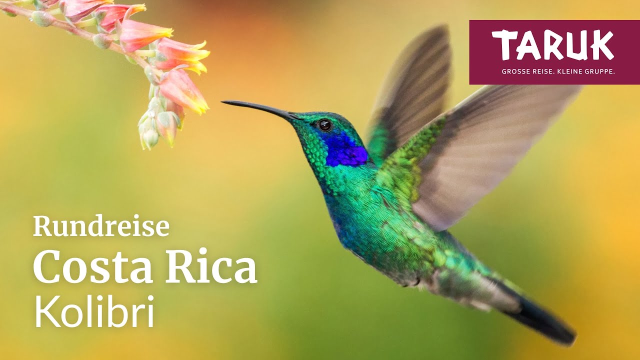 Costa Rica-Rundreise: Kolibri – Dschungel intensiv, Vulkane & naturnahe Übernachtungen | Filmbuch