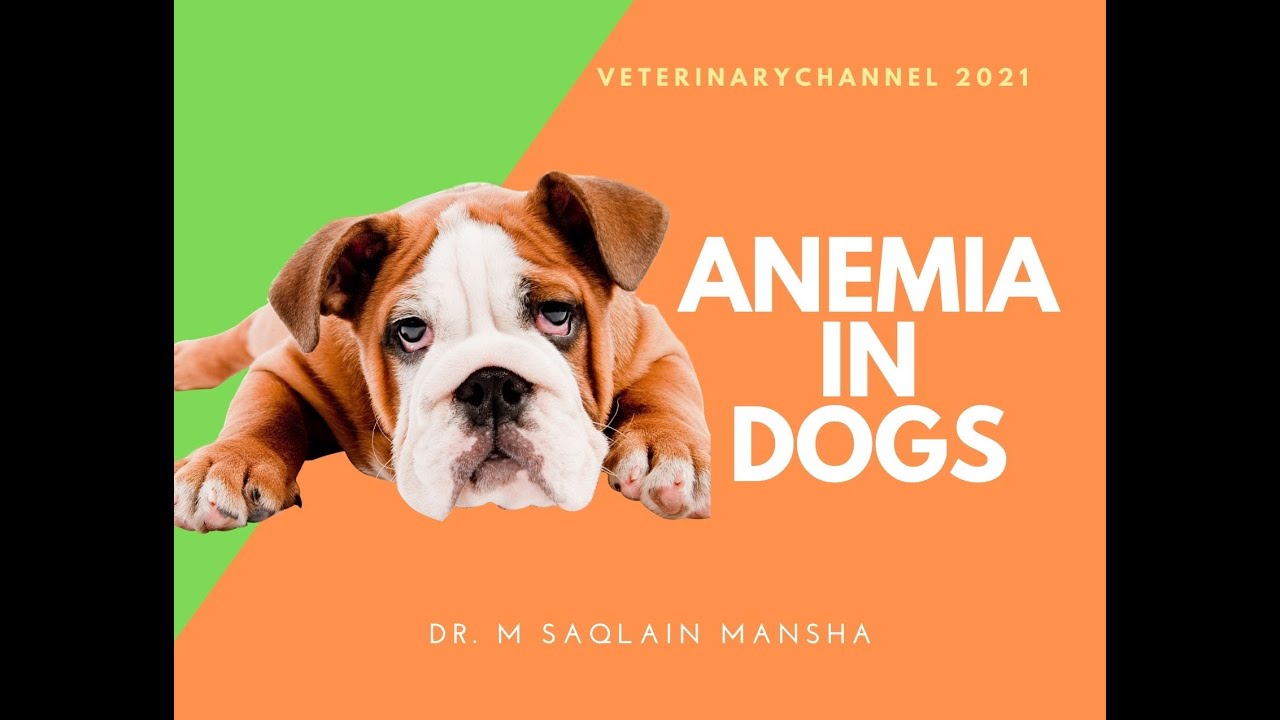 Veterinary Internal Medicine: Causes, Clinical Signs, Diagnosis, And  Treatment Of Anemia In Dogs