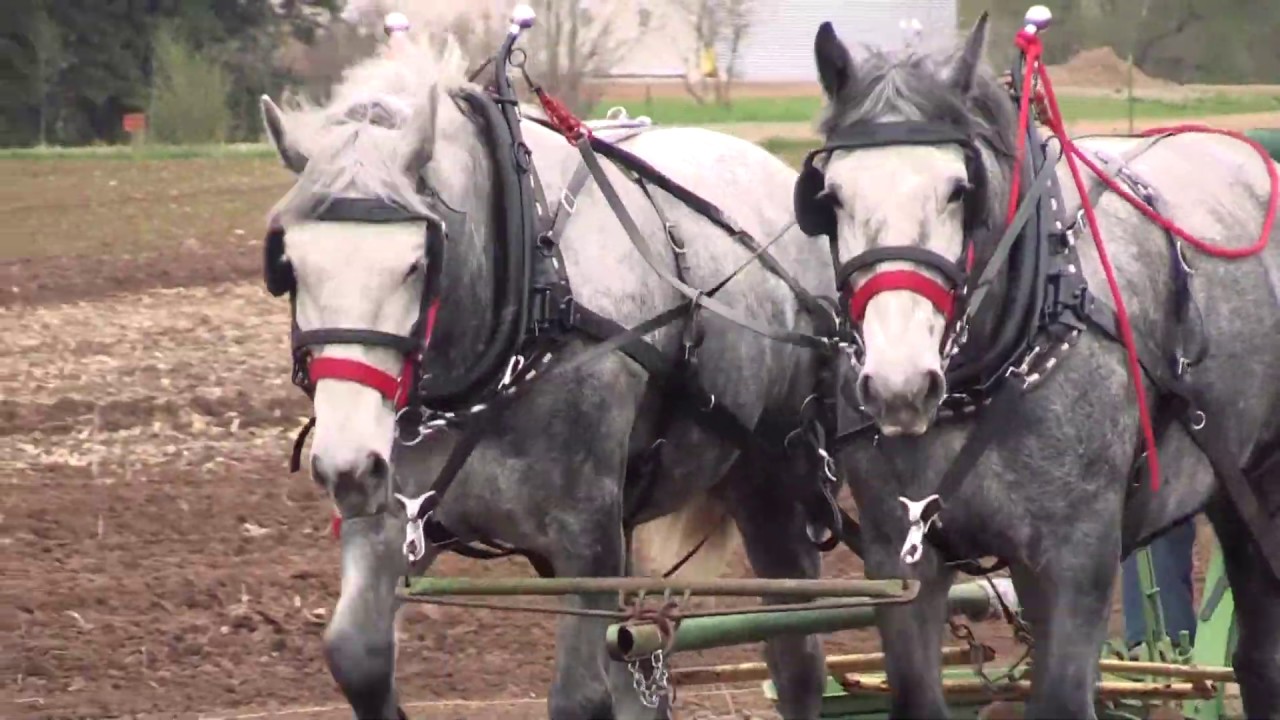 Horse Drawn Equipment-Taylor Horsefest