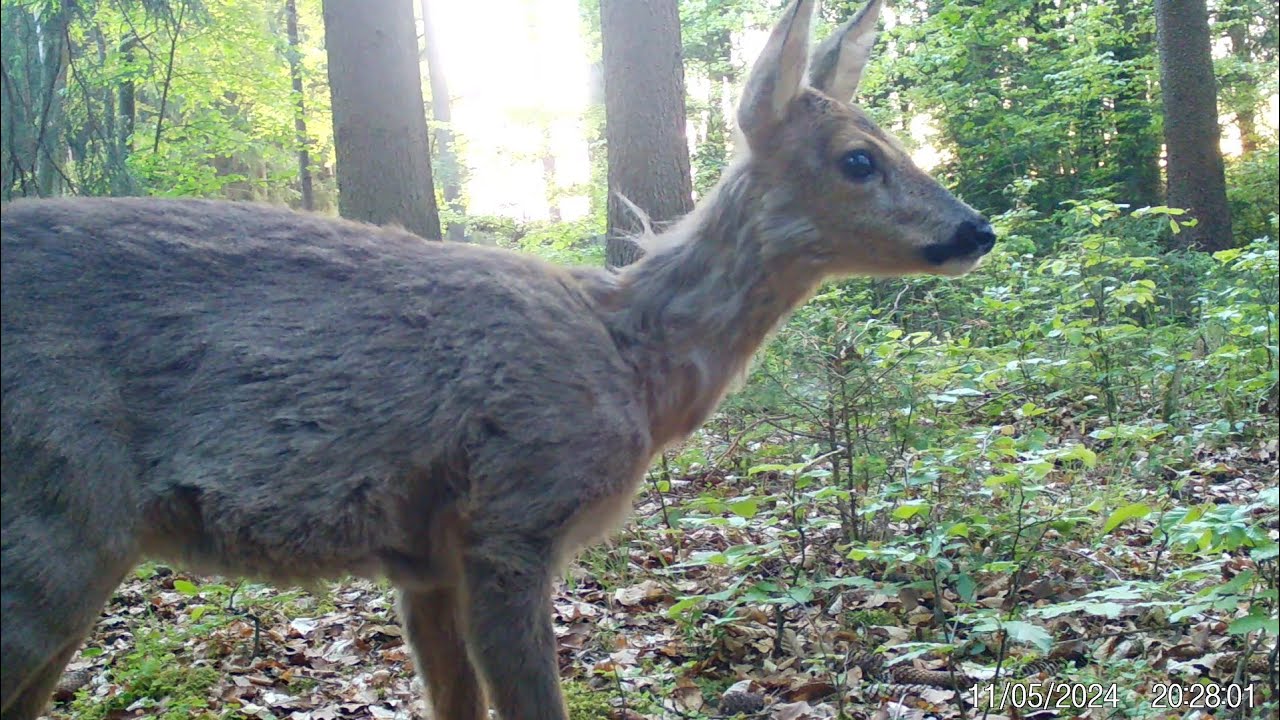 Secacam (Wildkamera) 47 - Reh im Wald 3