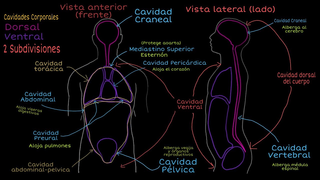 Cavidades Corporales (Explicación)