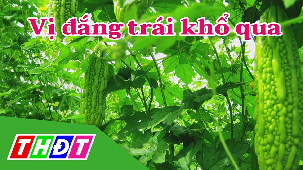 Vị đắng trái khổ qua | Đặc sản miền sông nước | THDT