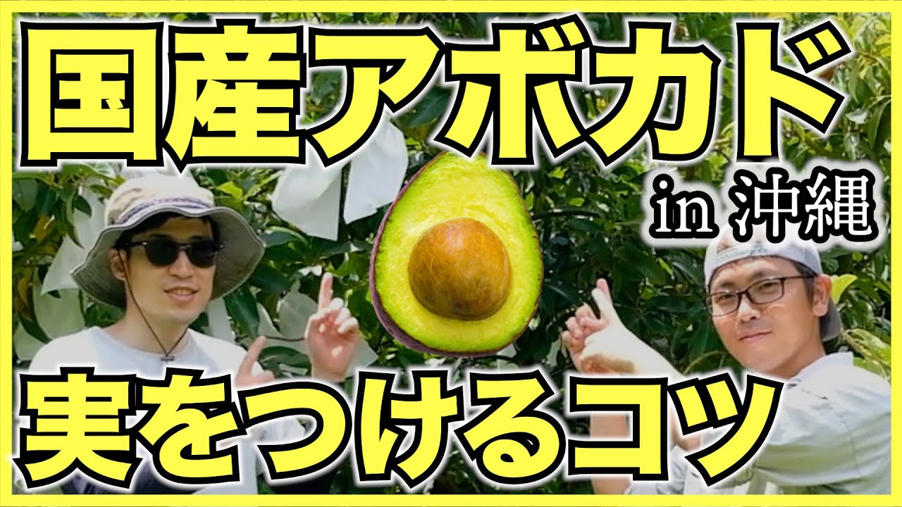 【熱帯果樹】国産アボカドの育て方と接ぎ木を沖縄の農家のけんゆーさんに教わった【自然栽培】