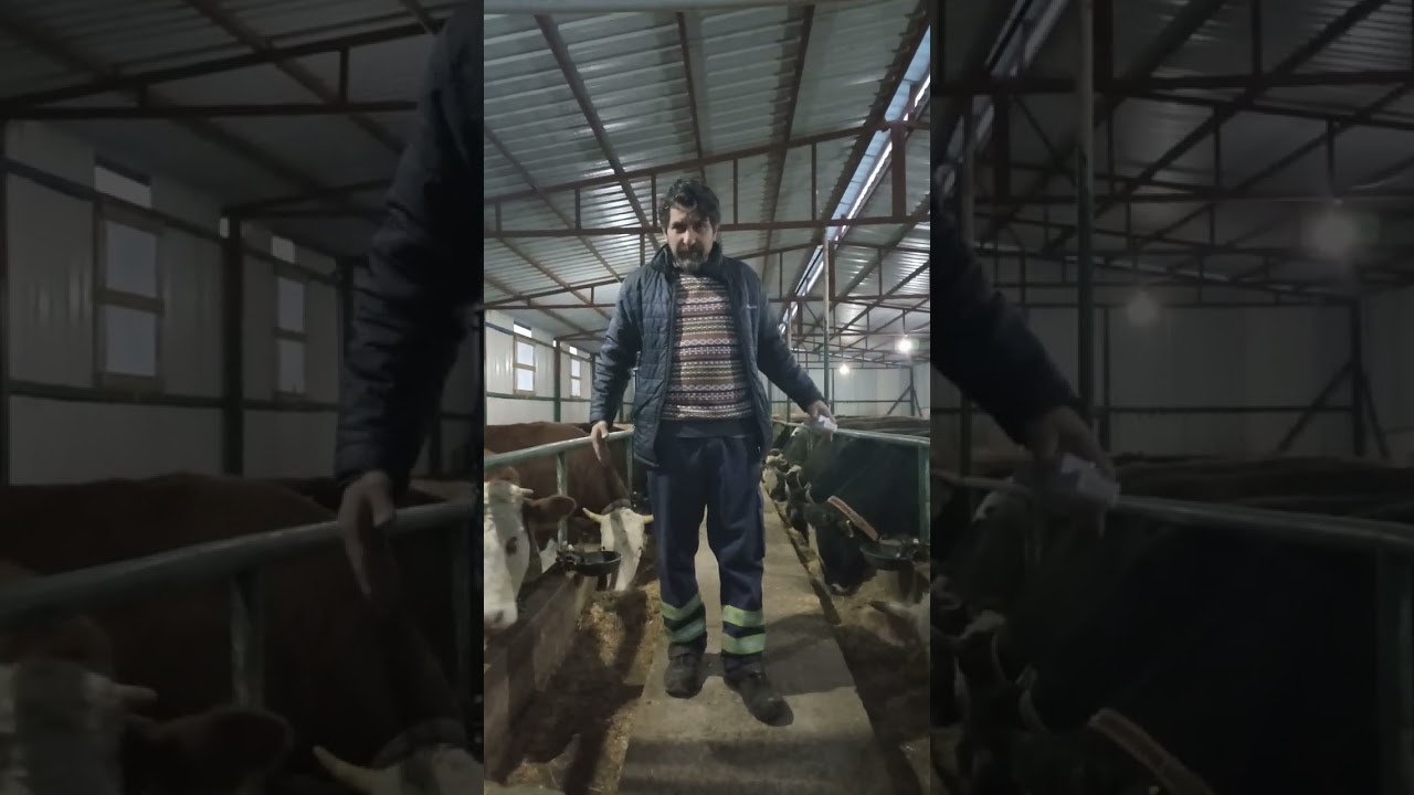 Bizi takip etmeye devam edin#keşfet #fypシ #farm #dana #çiftlik #kalite #animals #hayvansevgisi #dana