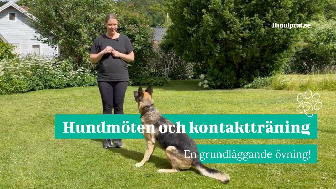 Hundmöten och kontaktträning