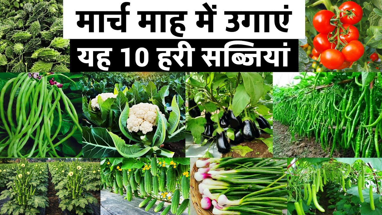 मार्च माह में उगाई जाने वाली सब्जियां | March Vegetable Farming Guide 2026 | ज्यादा मुनाफे वाली खेती