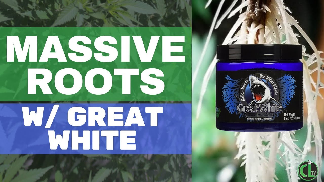 Обзор Great White Mycorrhizae + Как использовать