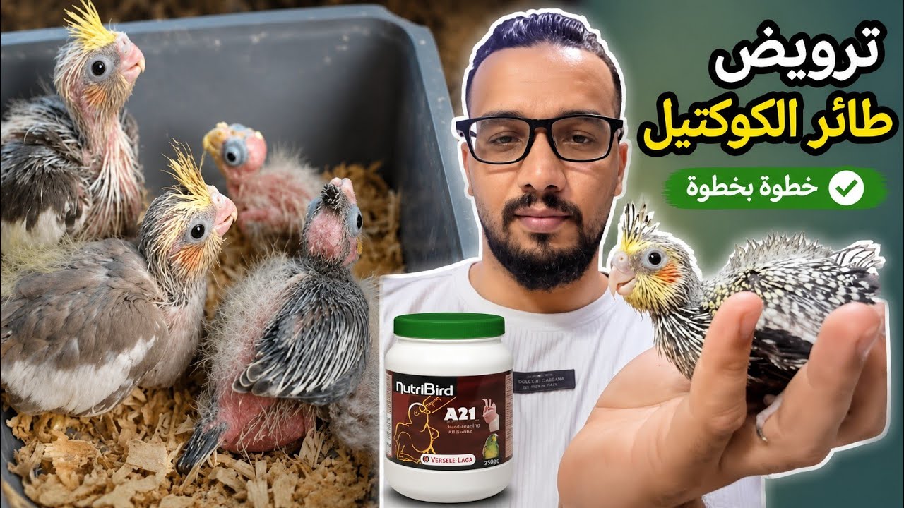 عزل فراخ الكوكتيل للتأكيل اليدوي و بداية تحضير زوج الكوكتيل للعش الثاني