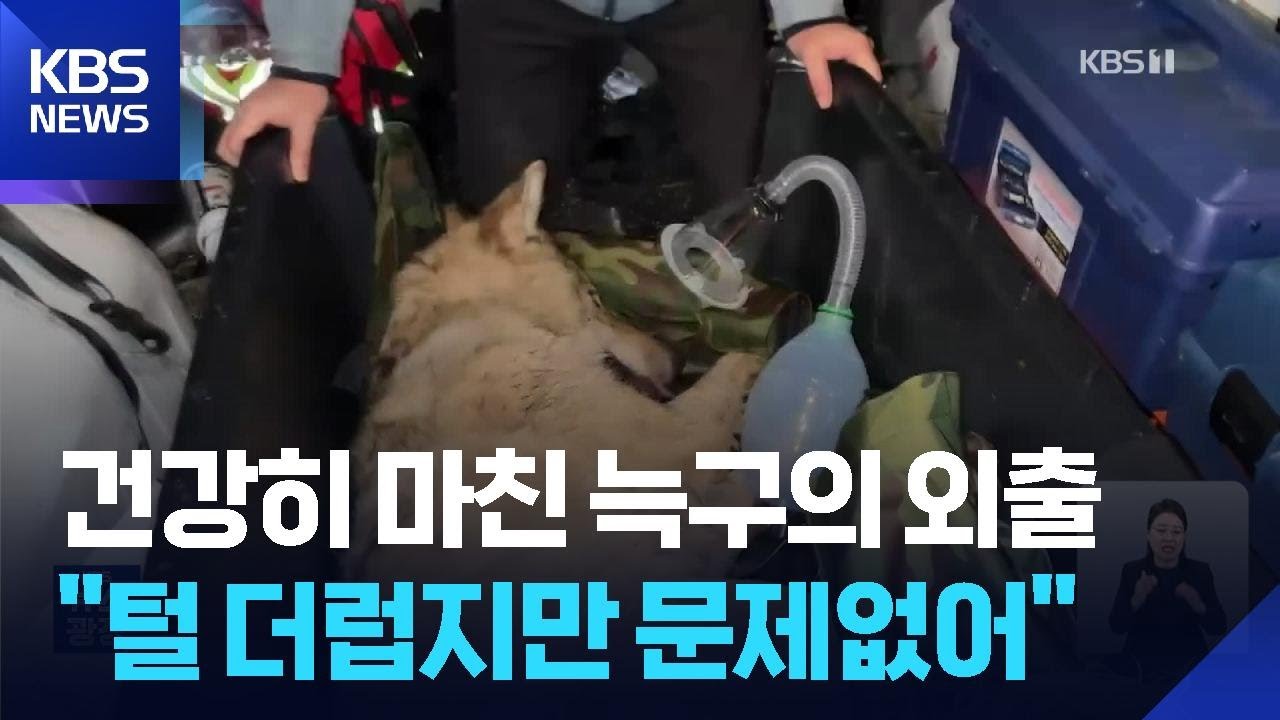 &lsquo;국민 늑대&rsquo; 늑구 탈출 열흘 만에 포획&hellip;&ldquo;맥박, 체온 모두 정상&rdquo; / KBS  2026.04.17.
